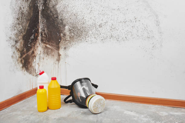 Mold Removal and Inspection in Spearfish, SD