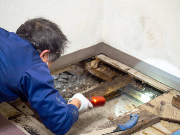 Best Residential Mold Removal  in Spearfish, SD