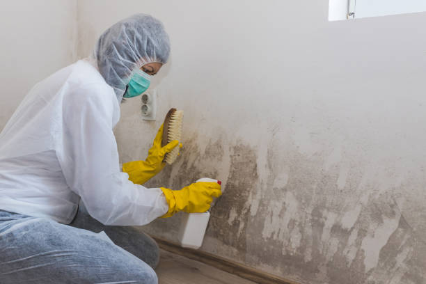 Professional Mold Removal in Spearfish, SD